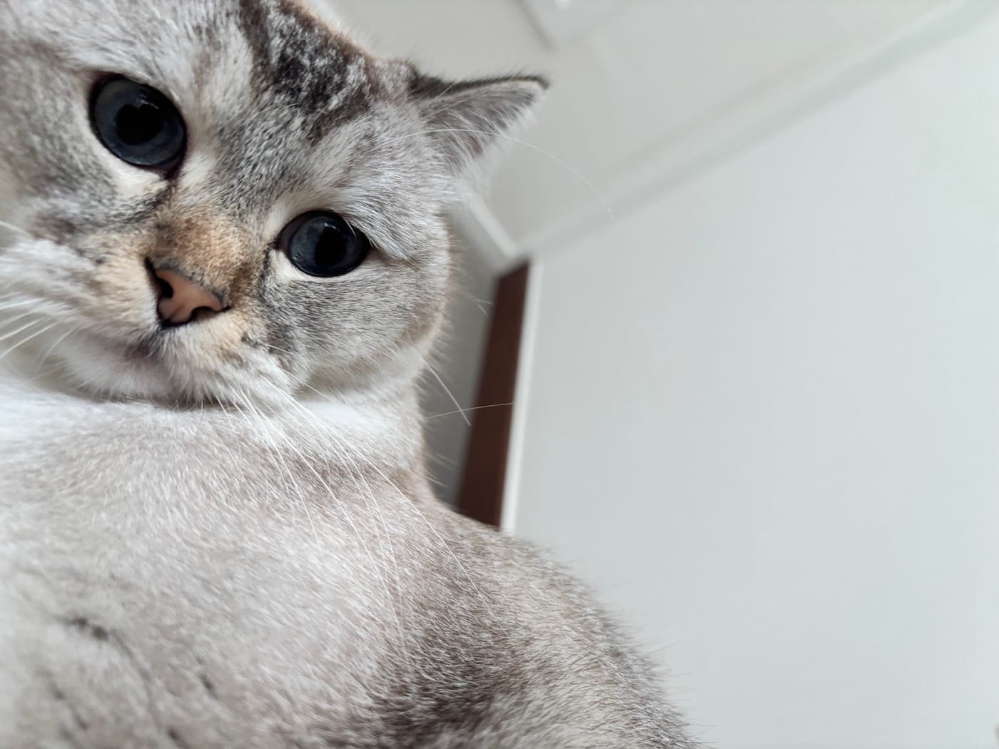 선생님네 고양이 퓨코