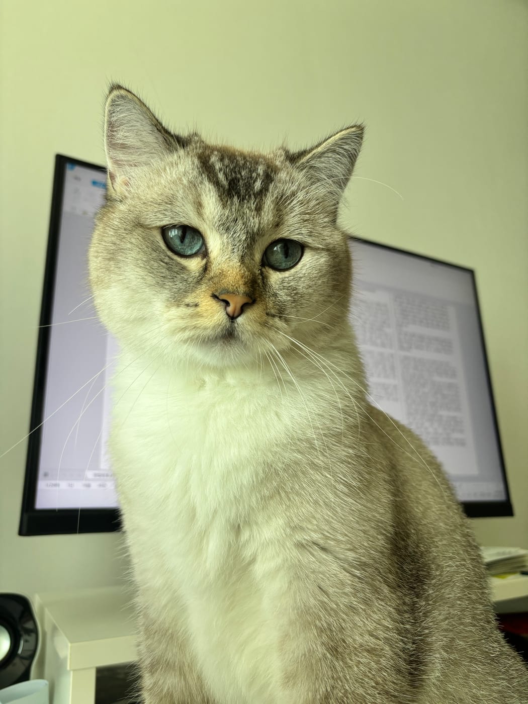 선생님네 고양이 퓨코