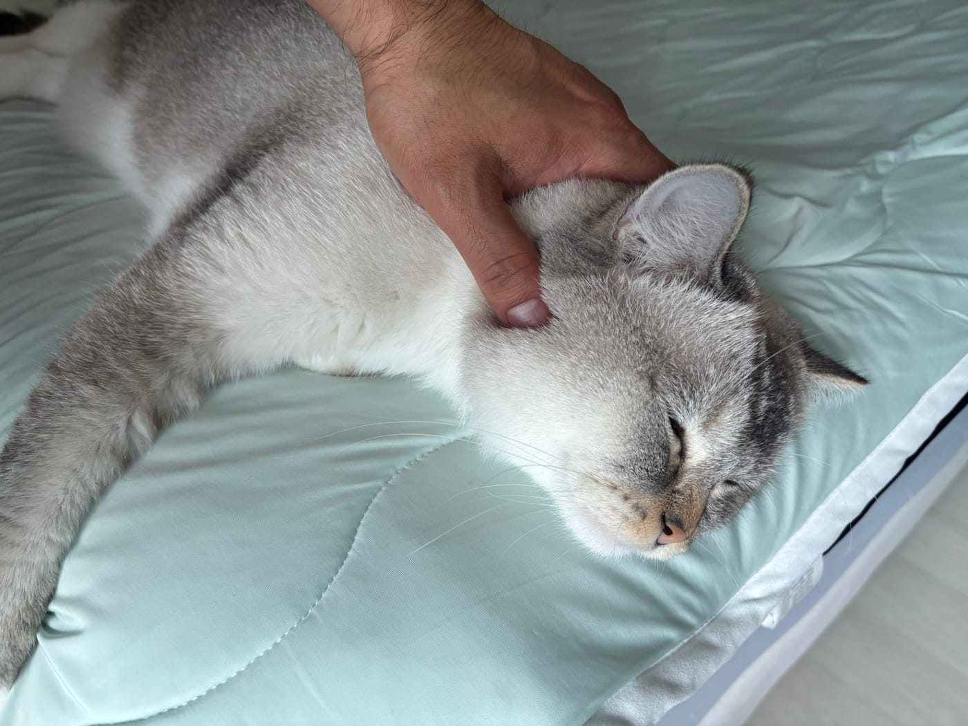 선생님네 고양이 퓨코