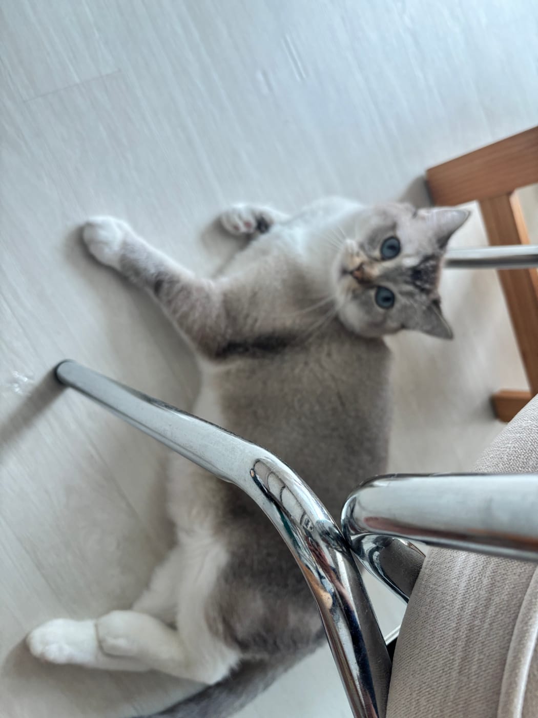 선생님네 고양이 퓨코