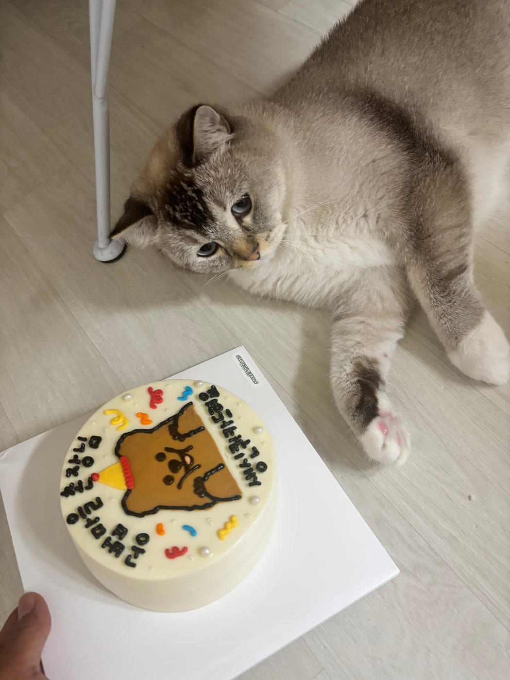 선생님네 고양이 퓨코